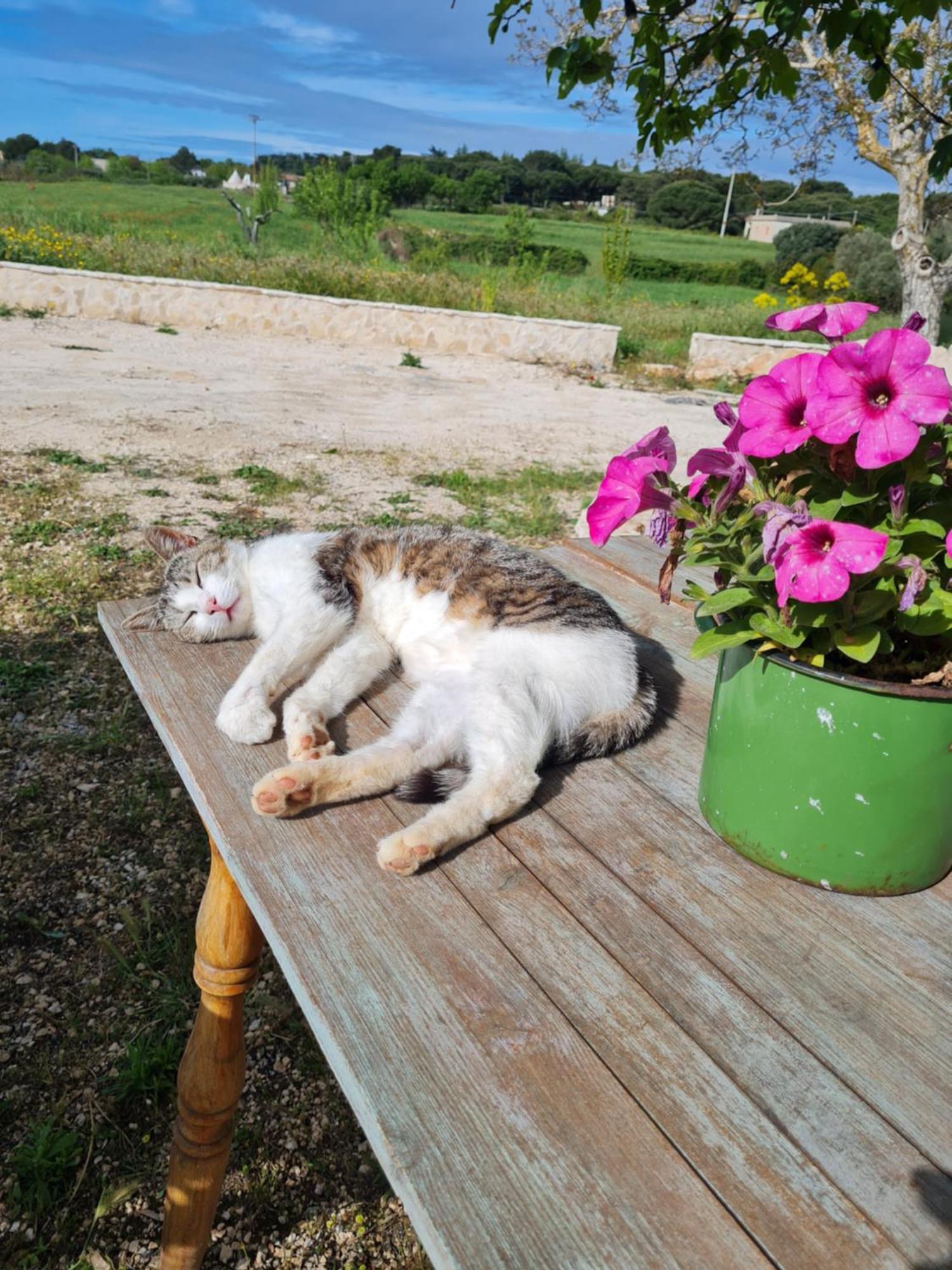 마르티나프란카 Casa 44Gatti 아파트 외부 사진